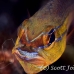 cardinalfish_goldbelly_bhr_tam_h_0796_bal6793.jpg